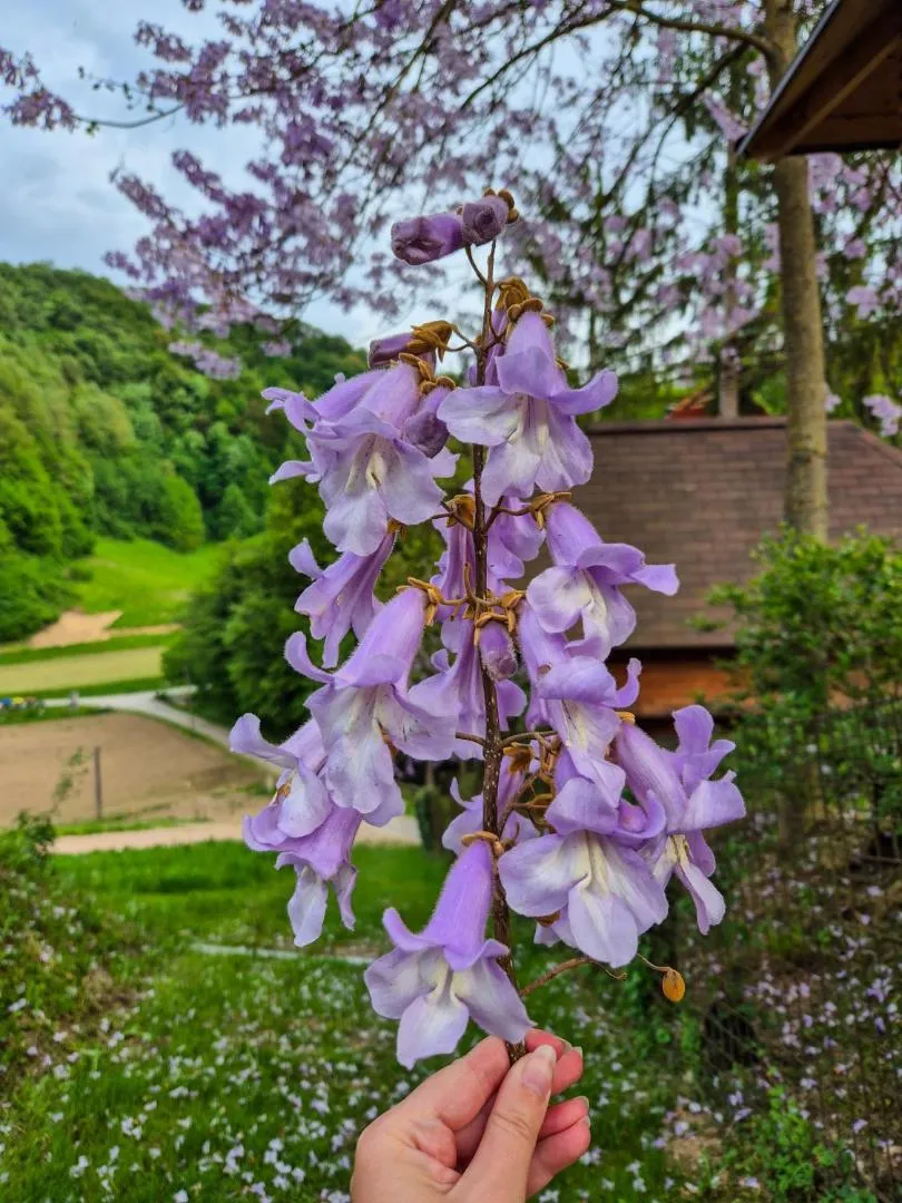 Bližnji posnetek vijoličnega cvetja na pobočju.